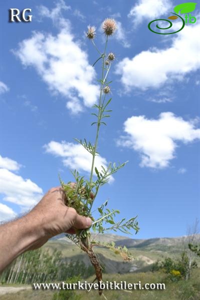 var thrinciifolia-Ulaş-Sivas