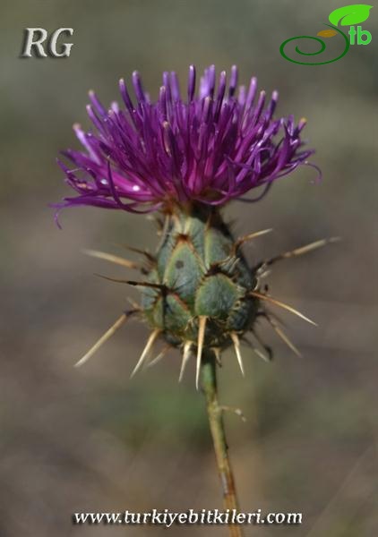 var carduiformis-Suluova-Amasya