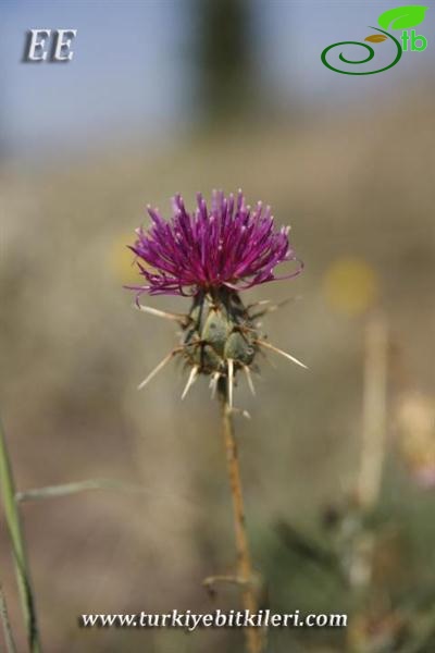 var carduiformis-Suluova-Amasya