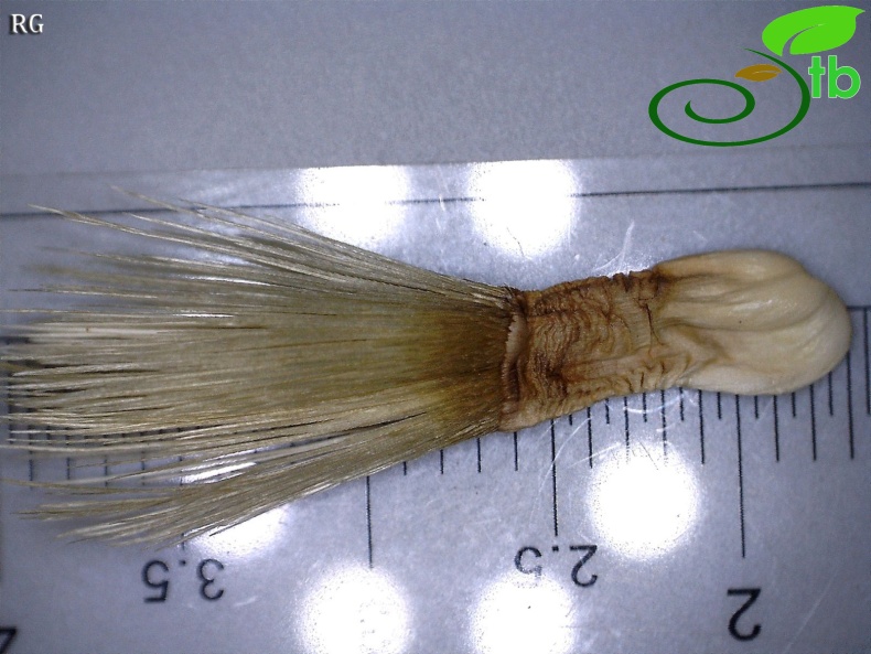 var. thrinciifolia