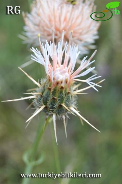 var thrinciifolia-Ulaş-Sivas