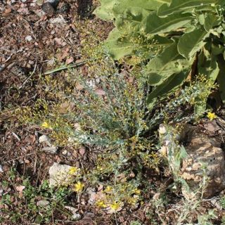 ssp polyphyllum-Silifke-Mersin