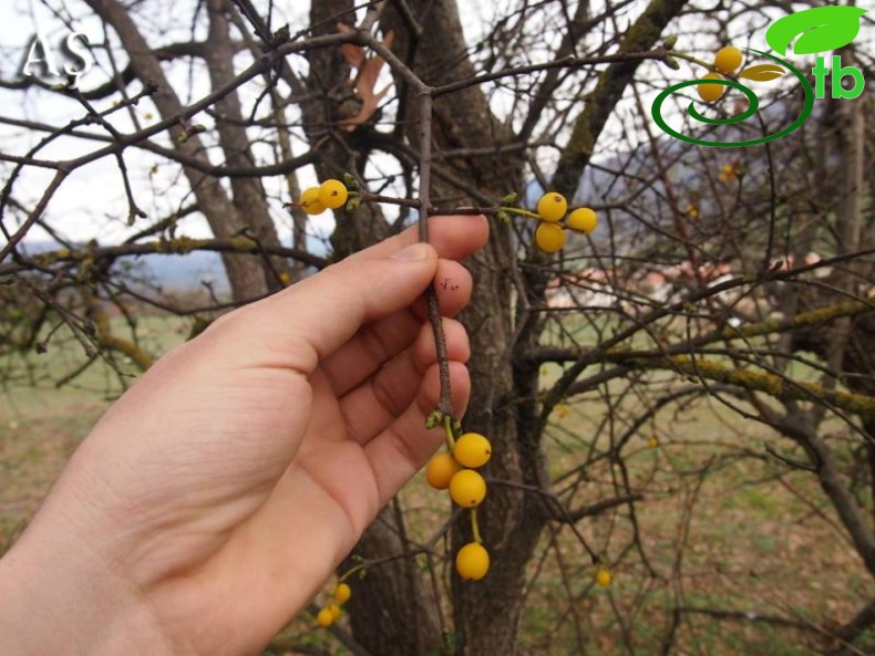 Bolu