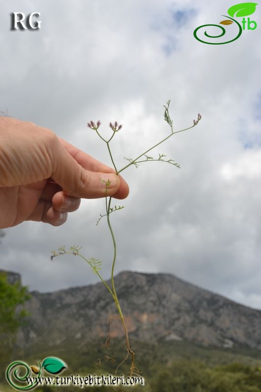 Datça-Muğla