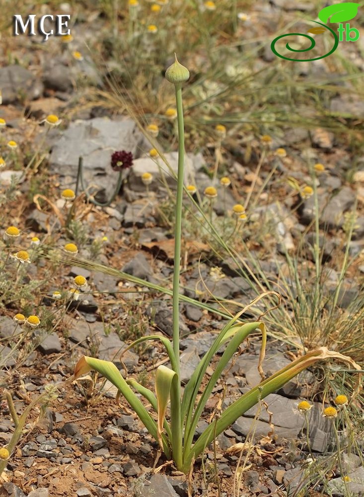 Osmaniye