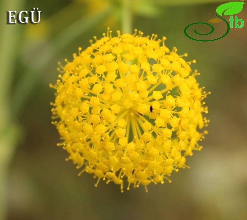Silifke-Mersin