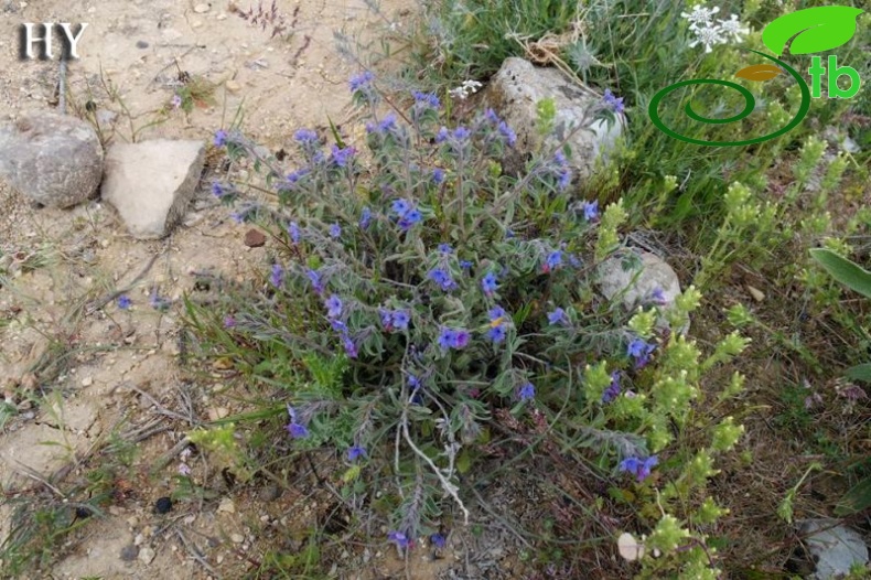 Şanlıurfa