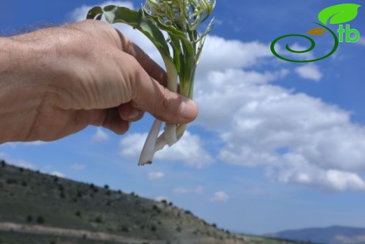 Kızılcadağ-Korkuteli