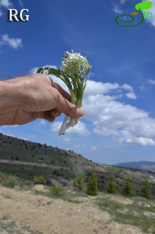 Kızılcadağ-Korkuteli