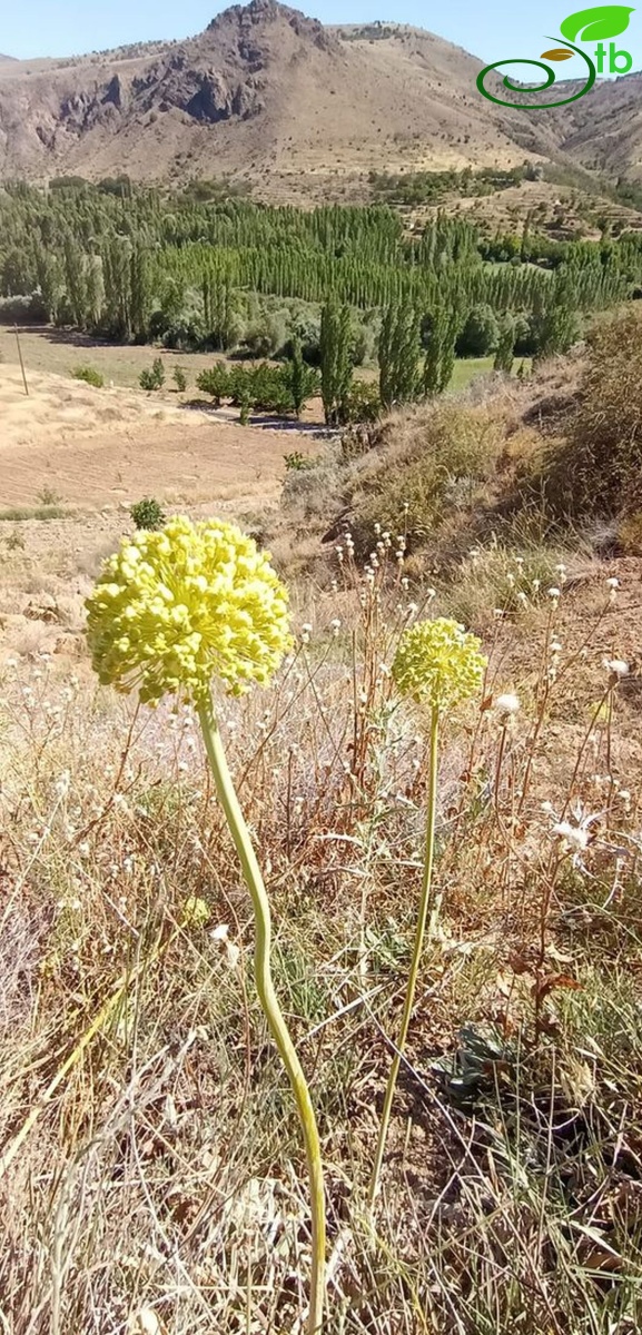 Malatya