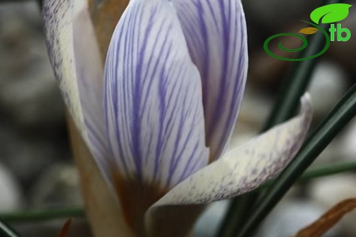 subsp striatus