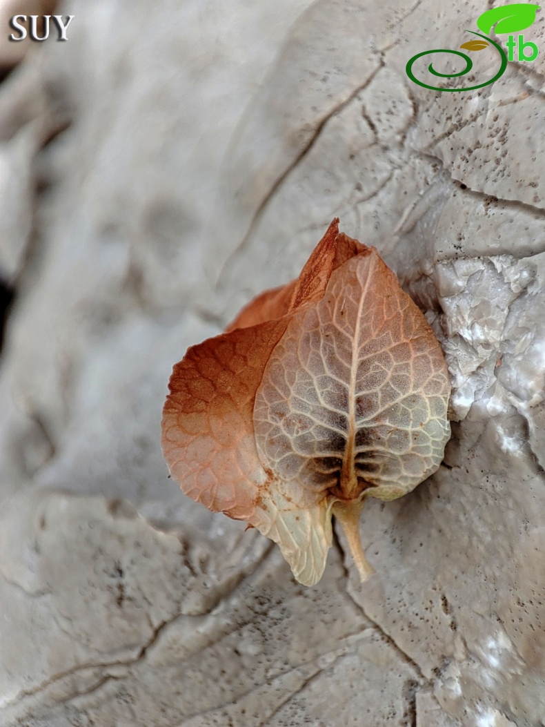 subsp. angustifolius- Gündoğmuş