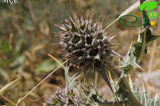 Hakkari