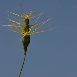 Datça-Muğla