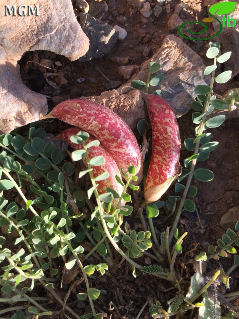 Tunceli-Erzincan