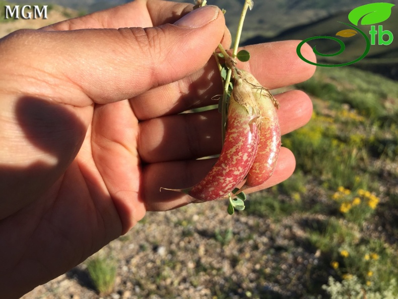 Tunceli-Erzincan