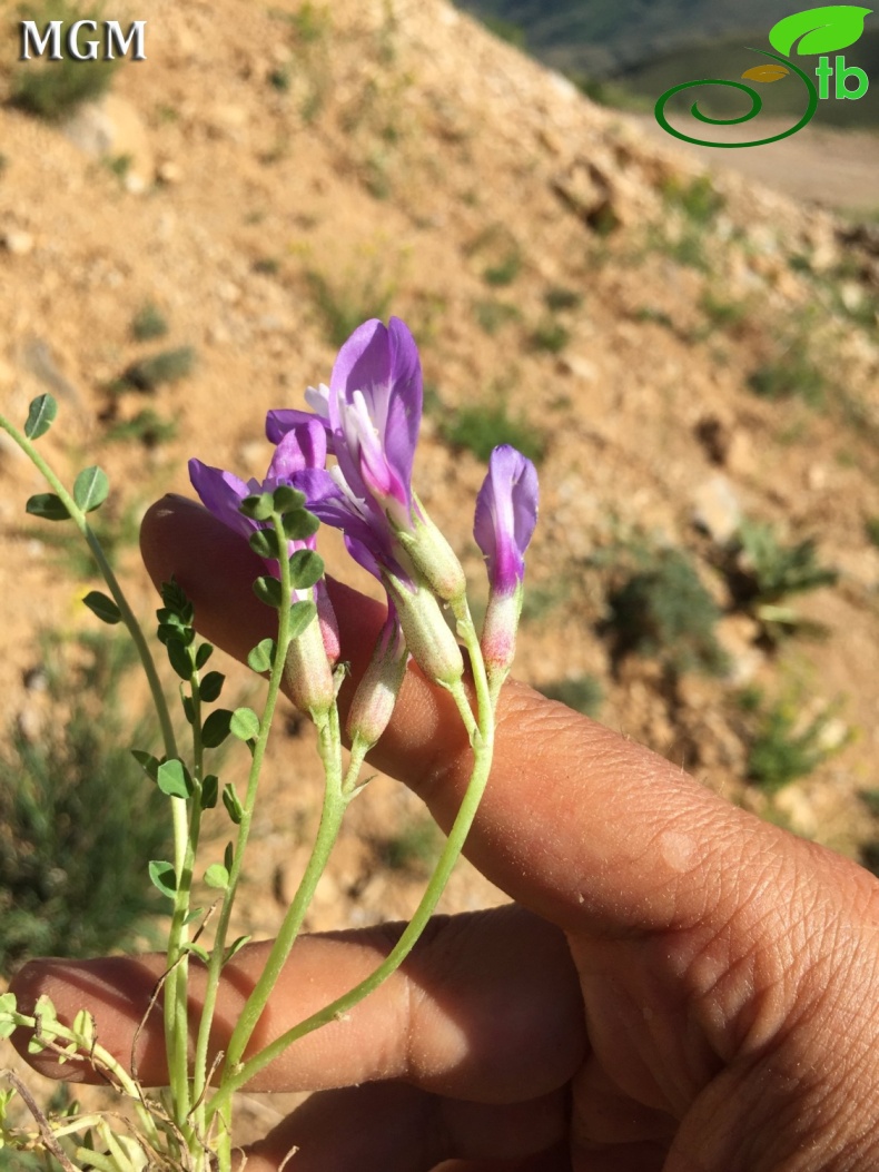 Tunceli-Erzincan