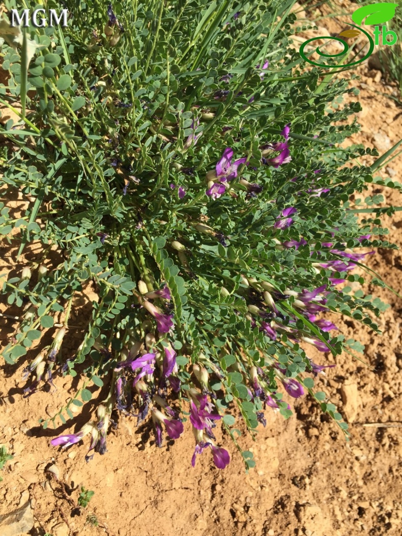 Tunceli-Erzincan