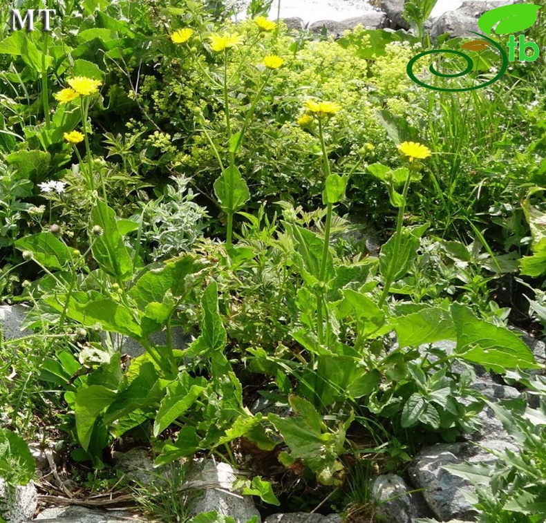 var argaeus-Artvin