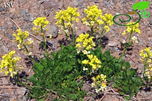 subsp brachycarpa var ilicifolia