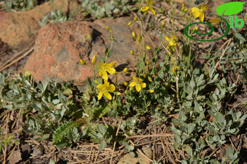Sandras