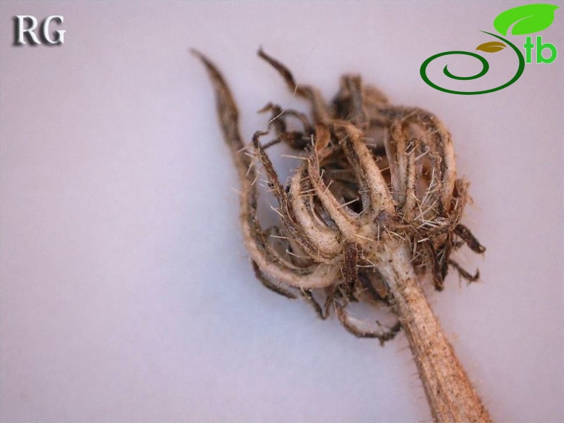 Involucre