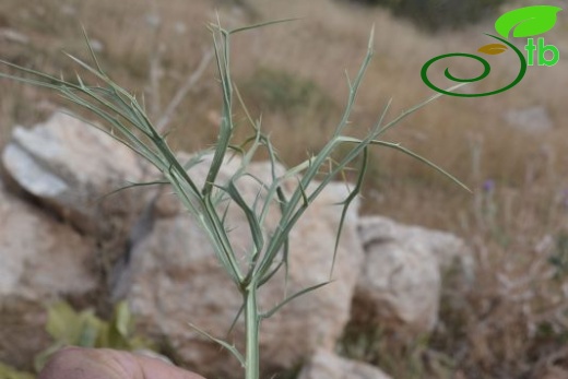 Girdev yaylası-Muğla