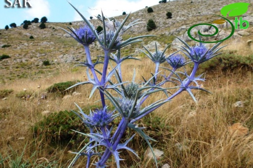 Girdev yaylası-Muğla