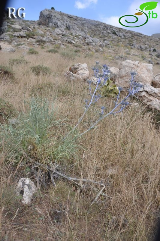 Girdev yaylası-Muğla