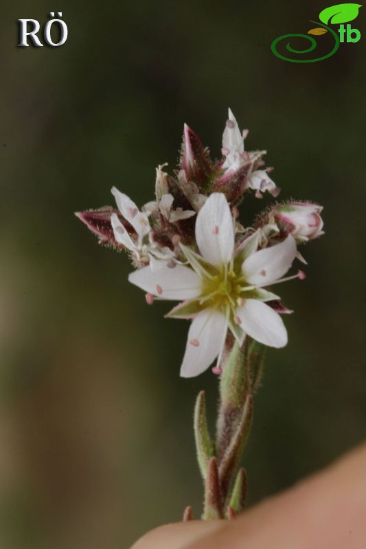 ssp dianthifolia-Girdev dağı