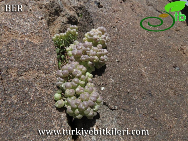 Tunceli