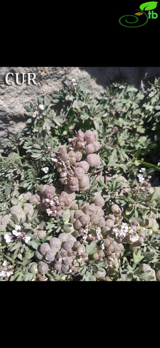 Ağrı