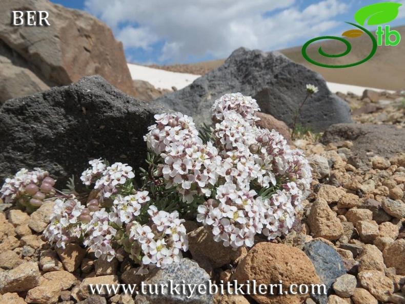 Tunceli