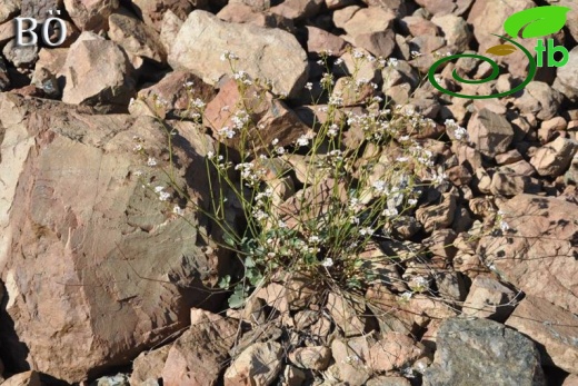 subsp. bupleurifolia-Manavgat-Antalya