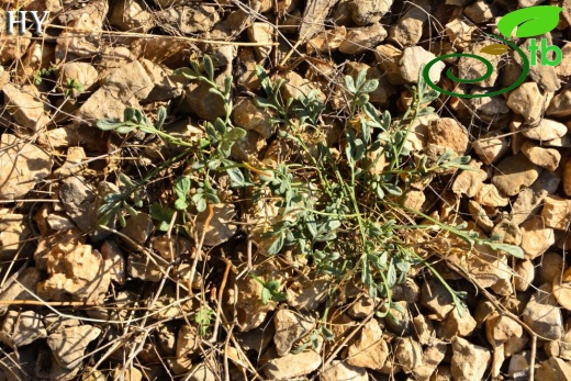 subsp. malatyana-Malatya