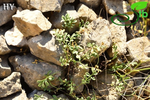 subsp. malatyana-Malatya