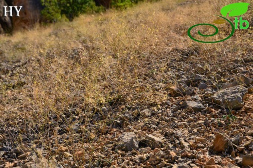 subsp. malatyana-Malatya