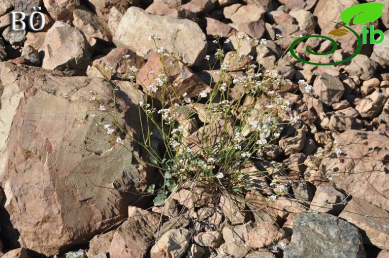 subsp. bupleurifolia-Manavgat-Antalya