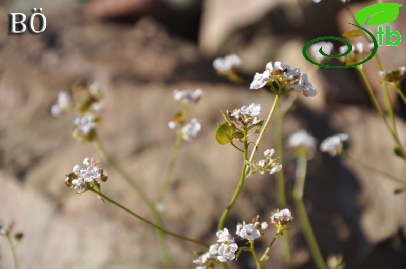 subsp. bupleurifolia-Manavgat-Antalya