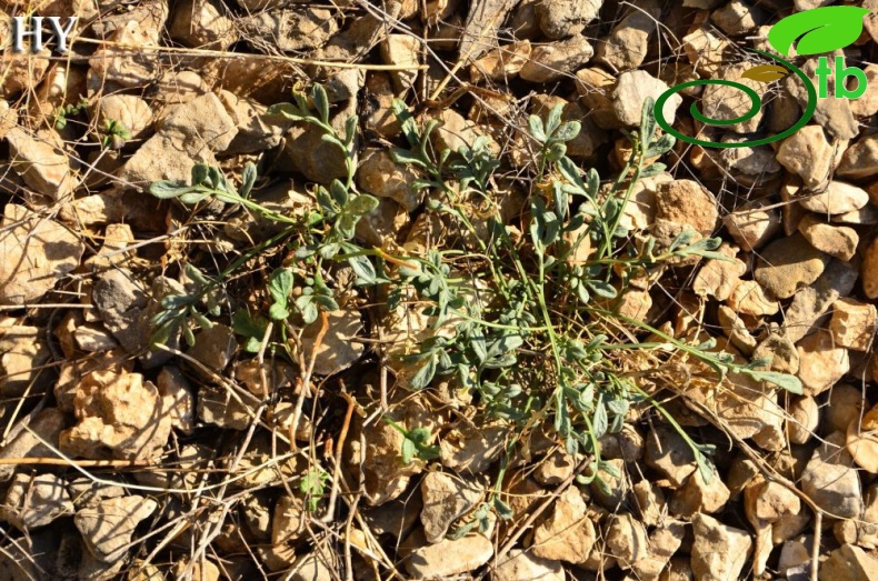 subsp. malatyana-Malatya