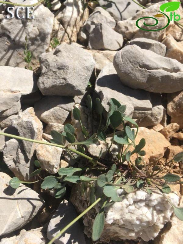 subsp. rotundifolia-Tunceli