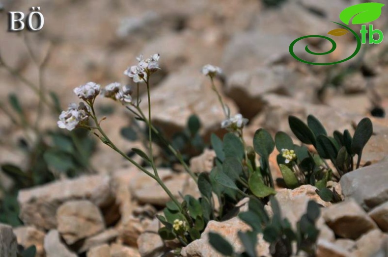 subsp. bupleurifolia-Manavgat-Antalya