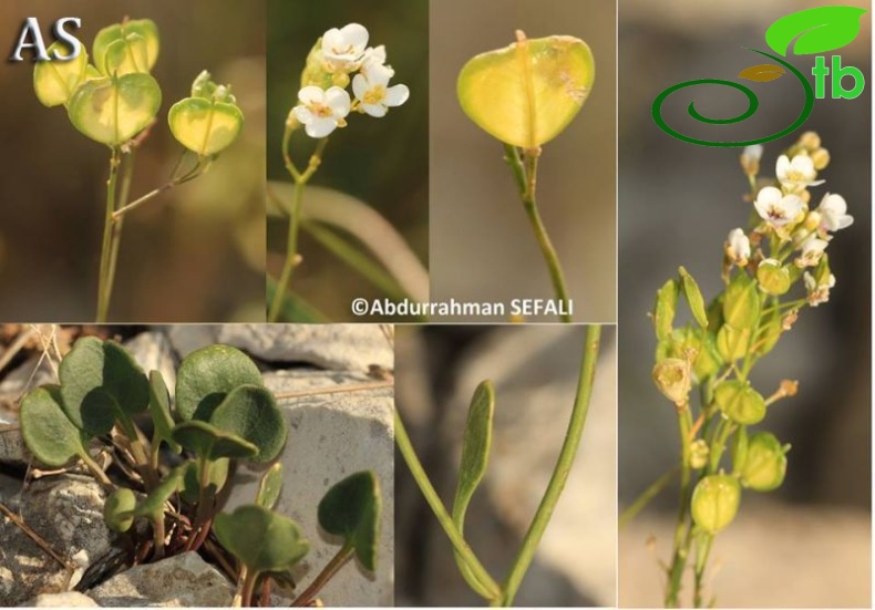 subsp. rotundifolia