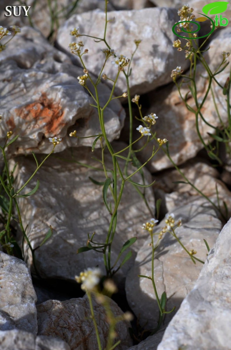 subsp. bupleurifolia-Akseki