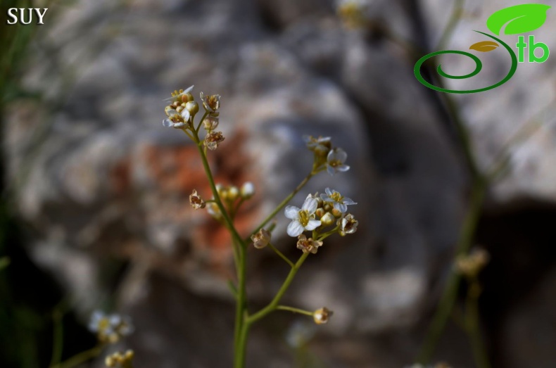 subsp. bupleurifolia-Akseki