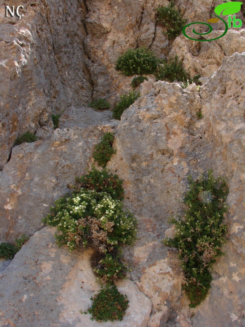 Anamur- İçel