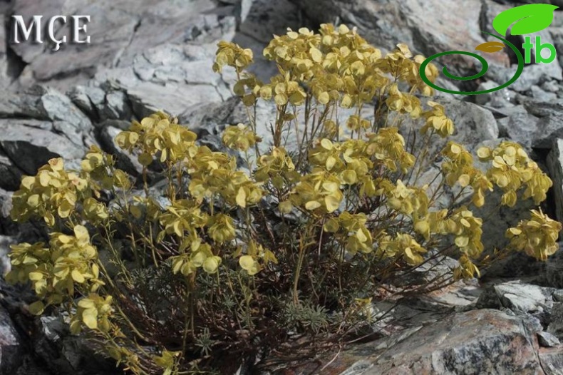 Amanos dağları-Osmaniye