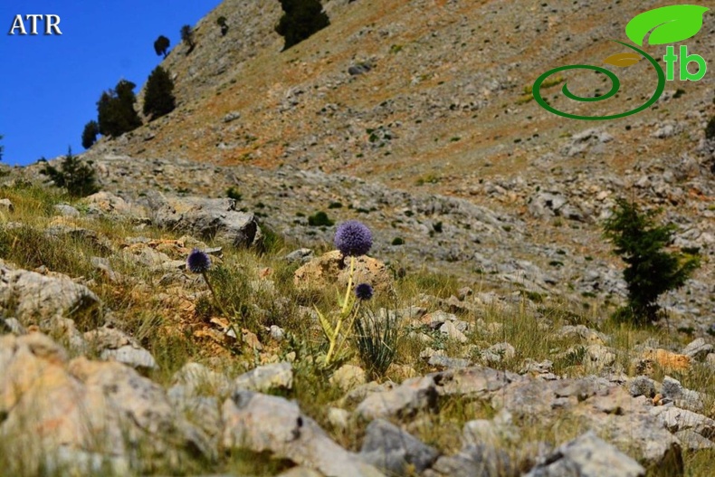 Çamlıyayla-İçel