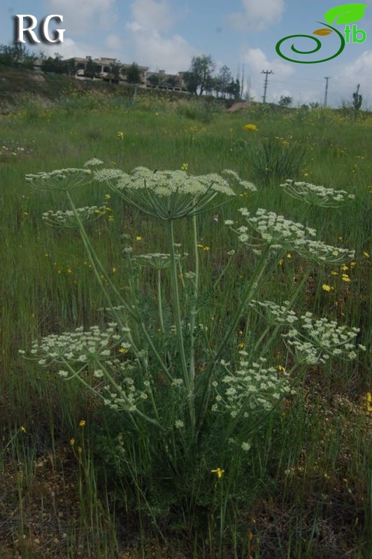 Ürgüp-Nevşehir