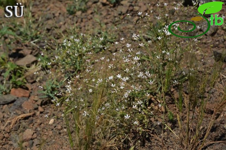 Tunceli